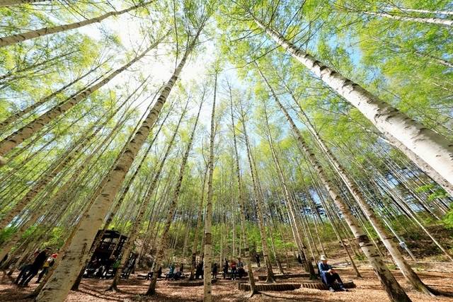 ▲ 인제군 인제읍 원대리 자작나무숲에 6일 탐방객들의 발걸음이 이어지고 있다. 인제군 제공