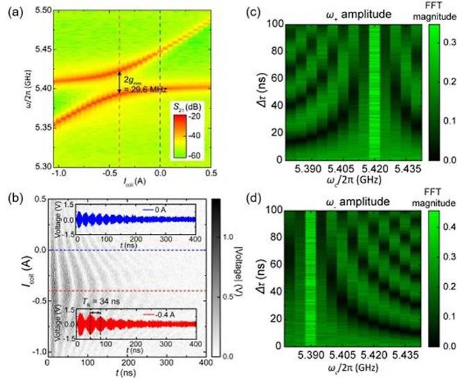실험 데이터. (a)연속파 측정을 통한 마그논-마그논 밴드 안티크로싱(band anticrossing) 측정 결과. 강결합(strong coupling) 하이브리드 시스템이 형성되었음을 보여줌. (b)단일 펄스 인가에 따른 YIG 구체 간 마그논 펄스 교환 진동 현상. 마그논 정보가 초전도 회로를 통해 결맞음을 유지하며 일정 시간 간격으로 전송됨을 알 수 있음. (c,d)이중 펄스 인가에 따른 마그논 간섭 현상. 펄스 간 시간 간격과 캐리어 주파수의 조절을 통해 마그논 정보 상태를 임의로 제어할 수 있음. KAIST