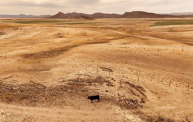 4월17일(현지시간) 멕시코 바예 사라고사의 엘 토로 마을 라 보킬라 댐의 건조한 구역에 소 한 마리가 서 있다. /로이터=뉴스1