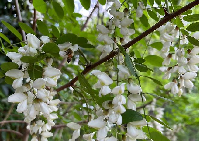 조중의 포항대학교 초빙교수·전직 언론인 제공