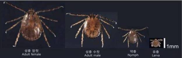 발생단계별 참진드기 모습. 질병관리청