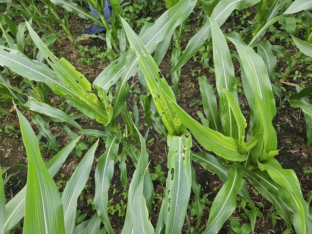 열대거세미나방이 옥수수잎을 갉아먹은 모습. 농촌진흥청