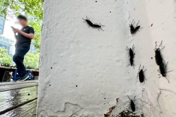 서울 도심 점령한 러브버그. 2024.6.20 뉴스1