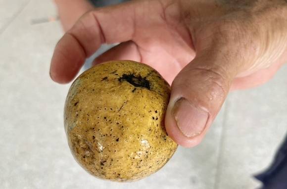 태국에 놀러온 러시아 관광객들이 멋대로 따먹은 과일 ‘폴 삼 클루르’. 카오소드 영문판 캡처