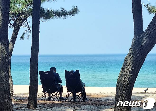 강원 강릉 송정해변 솔밭 그늘에서 무더위를 날리는 시민.(뉴스1 DB) ⓒ News1 윤왕근 기자