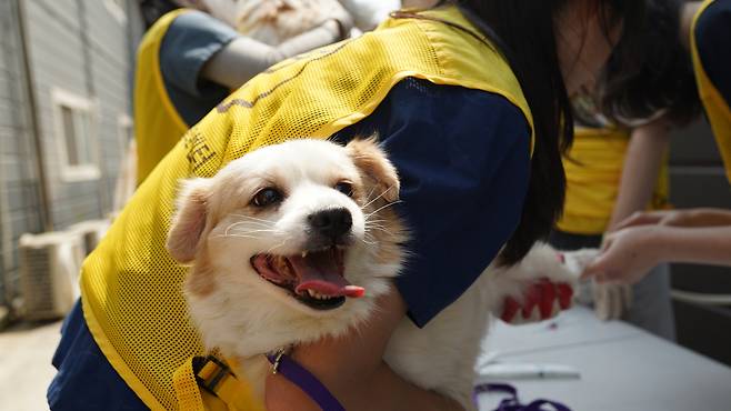 (서울=뉴스1) 한송아 기자 = 본동물의료센터는 지난 4월 안성 평강공주 보호소에서 상반기 정기 봉사활동을 진행했다(동물병원 제공) ⓒ 뉴스1