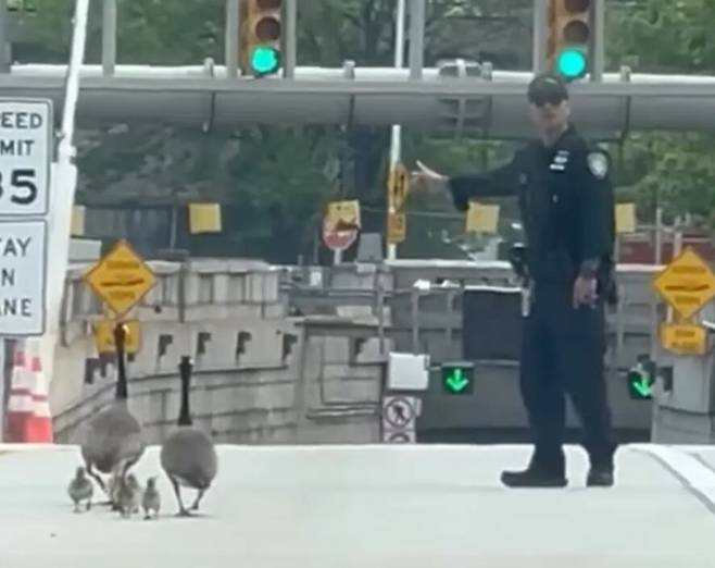 도로를 통제하고 거위 가족을 보호하고 있는 경찰관의 모습. /인스타그램