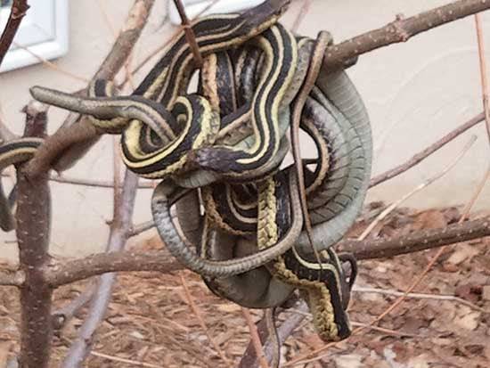 강추위로 유명한 미네소타에서 가터뱀 몇마리라 몸을 부둥킨채 겨울을 나는 장면이 포착됐다./Minesota Department of Natural Resources