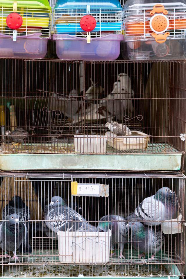 다양한 종류의 새가 지난해 4월, 서울시 종로구 청계천 애완동물거리에 놓인 비좁은 새장에 갇혀 있다. 이지양 작가 제공