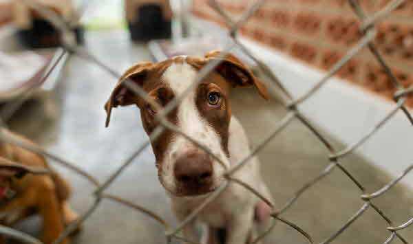 동물 학대 콘텐츠에 대한 반응 자체가 해당 콘텐츠의 인기를 높이고 제작자나 운영자의 수익 창출로 이어질 수 있으니 반응을 자제해야 한다./사진=클립아트코리아