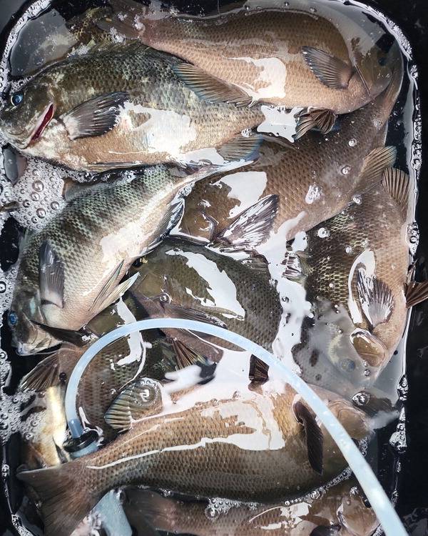 남해 동부권에서 잡히는 벵에돔.