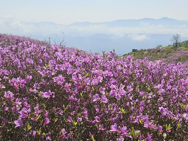합천 황매산 철쭉 1군락지는 만개해 화려하게 수놓고 있다.