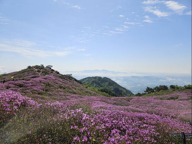 합천 황매산 철쭉 2·3군락지는 80% 이상 개화인 상태다.