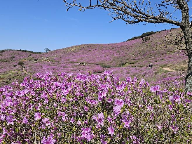 합천 황매산 철쭉 2·3군락지는 80% 이상 개화인 상태다.