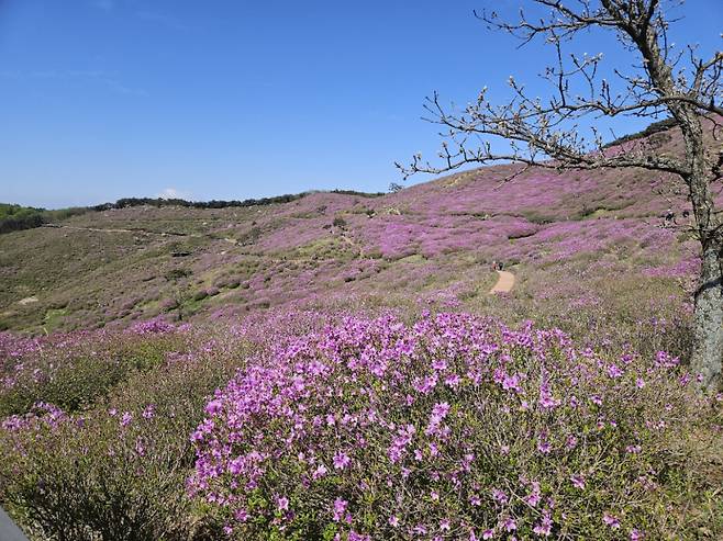 합천 황매산 철쭉 2·3군락지는 80% 이상 개화인 상태다.