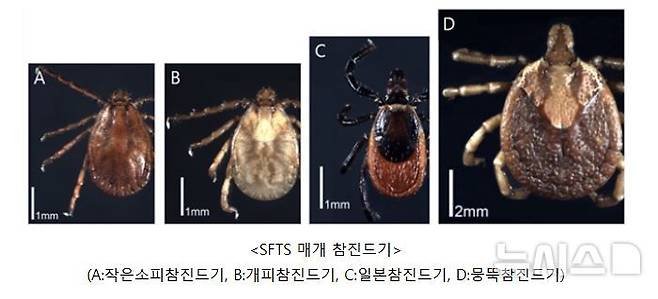 [안산=뉴시스]SFTS 매개 참진드기.(사진=안산시 제공)2025.04.17.photo@newsis.com