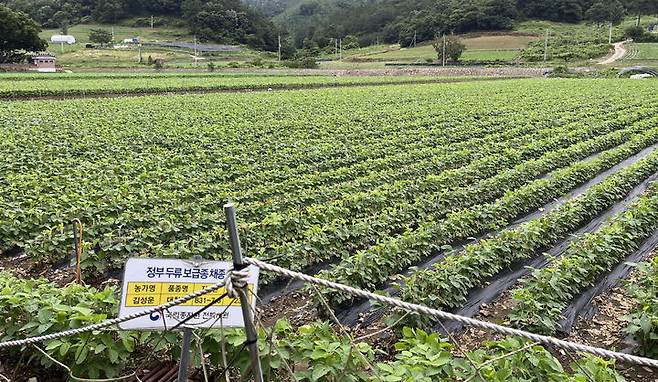 [임실=뉴시스] 농촌진흥청은 콩 재배 시기를 맞아 종자 준비부터 재배지 선정, 심는 방법까지 안정적인 생산을 위한 핵심 요령을 7일 소개했다. 사진은 임실 논콩 재배단지. 2025.03.04.  photo@newsis.com *재판매 및 DB 금지