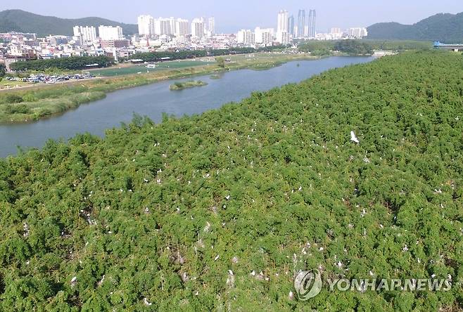 백로로 뒤덮인 태화강 삼호대숲 [연합뉴스 자료사진]