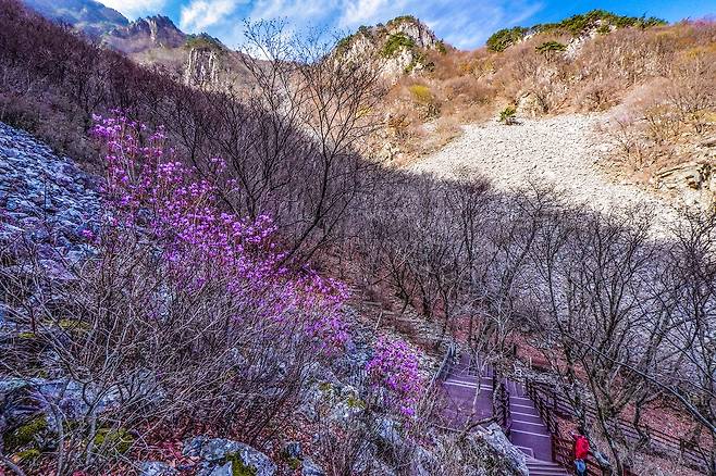 얼음골 진달래[사진/백승렬 기자]