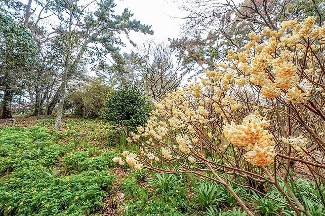 삼지닥나무(오른쪽) [사진/백승렬 기자]