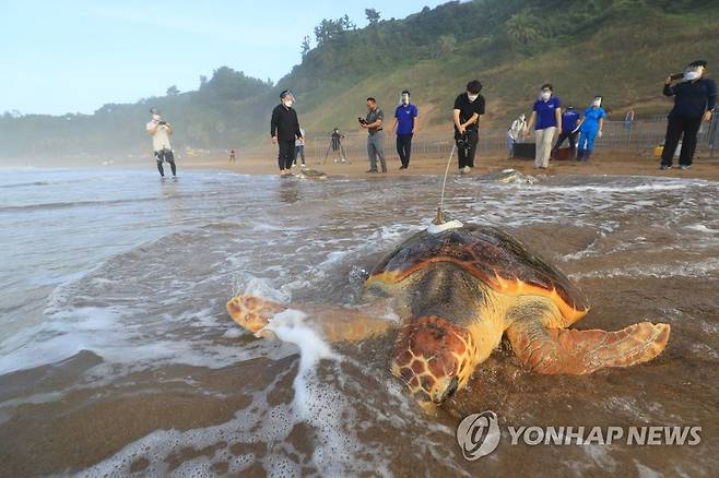 고향 바다로 돌아가는 바다거북 (서귀포=연합뉴스) 박지호 기자 = 26일 오전 제주 서귀포시 중문색달해변에서 해양수산부 주최로 열린 '바다거북 방류행사'에서 한화 아쿠아플라넷 관계자들이 바다거북들을 바다로 돌려보내고 있다. 2021.8.26 jihopark@yna.co.kr