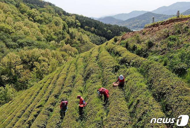 전라남도 보성군 회천면 초록잎이 펼치는 세상에서 관계자들이 녹차잎을 수확하고 있다. 뉴스1 ⓒ News1 이재명 기자