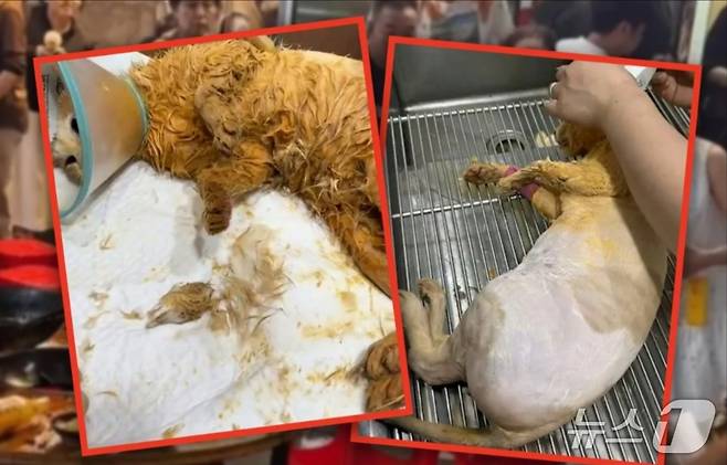 관련 시각물 - SCMP 갈무리