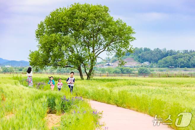 함안군 칠서 생태공원 청보리밭(함안군 제공. 재판매 및 DB금지).