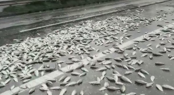 지난 2019년 중국의 한 도로에서 물고기를 싣고 가던 차량이 전복돼 물고기들이 거리에 쏟아진 모습. 기사와 직접적 연관 없음. 사진=new china tv 캡처