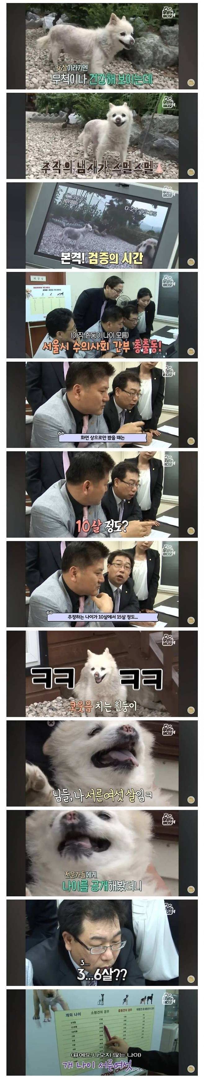 36년 장수한 강아지