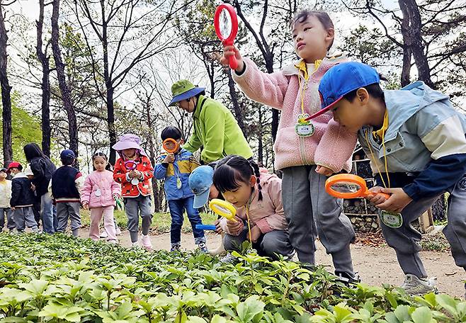 광주 북구 문흥동 문화근린공원 유아숲체험원에서 열린 숲체험 프로그램에 참가한 북구청어린이집 아이들이 생태체험 활동하고 있다. 2025.4.15 (ⓒ뉴스1, 무단 전재-재배포 금지)