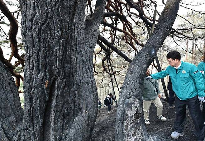 산불 피해를 입은 천연기념물 '영양 답곡리 만지송'을 확인하는 최응천 국가유산청장 2024.3.28 (사진=국가유산청)