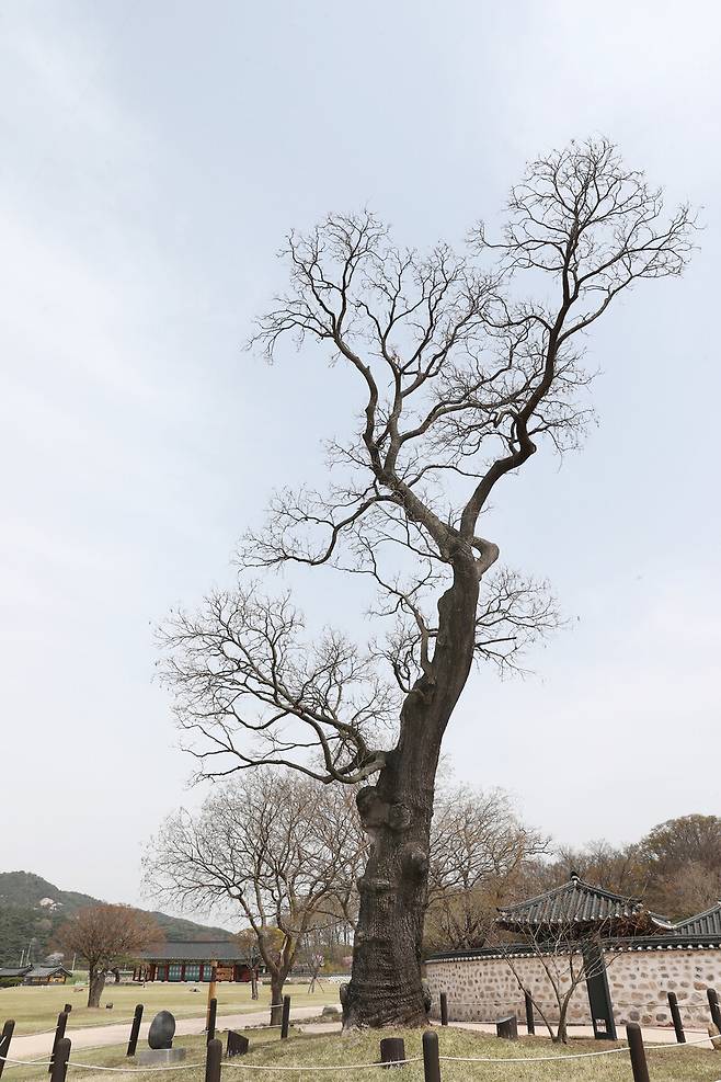 150여년 전 천주교 신자들이 당한 박해 흔적이 남아 있는 회화나무. 박미향 기자