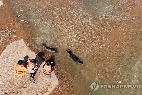 ▲ 강원도 앞바다에서 구조한 점박이물범 암수 한 쌍을 지난해 10월 16일 가로림만 벌말선착장 인근에 방류하는 모습. 충남도 제공