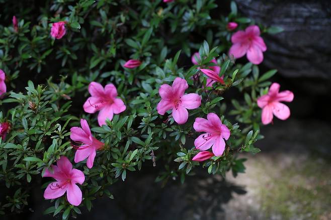 영산홍에 붉은 색 꽃이 피어 있다. 국립생물자원관