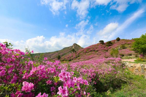 8일 경남 산청군 차황면 법평리 황매산 철쭉이 일제히 개화해 진분홍빛 산상화원을 이루고 있다.전국 최대 규모의 철쭉군락지인 산청 황매산 철쭉은 주말께 절정을 이룰 것으로 전망된다. 산청군 제공