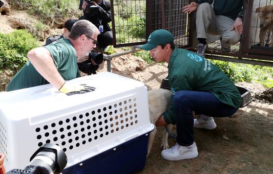 Workers from the Cheongju city government and Humane World for Animals transport dogs rescued from an illegal dog farm in Cheongju, North Chungcheong, on May 8. [YONHAP]