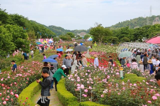 삼척장미공원 전경. 삼척시 제공