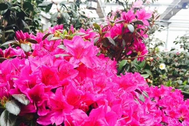 영산홍. 연합뉴스