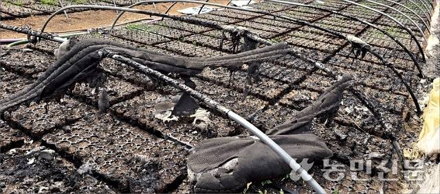 경북 의성군 단촌면 구계리의 고추 모종 하우스가 불타면서 그 안에 심긴 모종도 전부 탔다. 농민신문DB