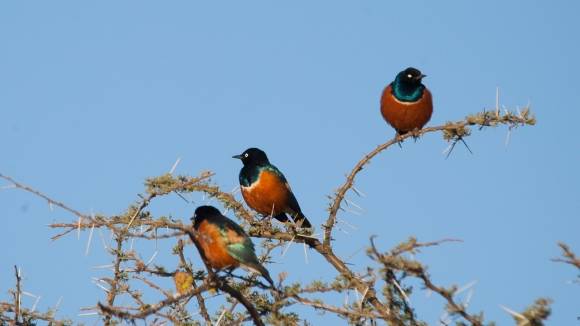 아프리카 얼룩무늬 찌르레기도 사람처럼 우정을 형성하고 혈연관계가 아닌 개체를 돕는다는 사실이 밝혀졌다. 케냐 음팔라 연구센터 제공