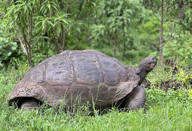 갈라파고스땅거북 [촬영 이재림 특파원]