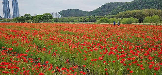 태화강국가정원 꽃양귀비 [촬영 김근주]