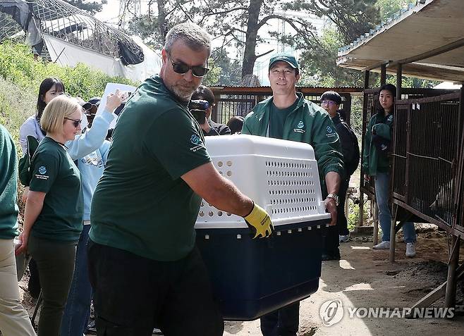 청주시, 불법 개 농장서 구조한 68마리 해외 입양 (청주=연합뉴스) 청주시와 국제동물보호단체인 '휴메인 월드 포 애니멀즈'가 8일 불법 개 농장에서 구조한 개를 해외로 입양 보내기 위해 이동장으로 옮기고 있다. 2025.5.8 [청주시 제공. 재판매 및 DB 금지] kw@yna.co.kr
