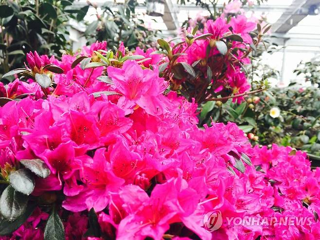 영산홍 [연합뉴스 자료사진]