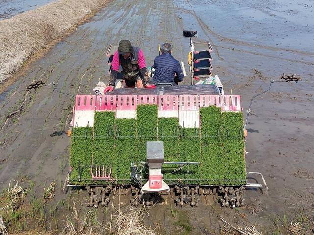 양양 모내기 [양양군 제공. 재판매 및 DB 금지]