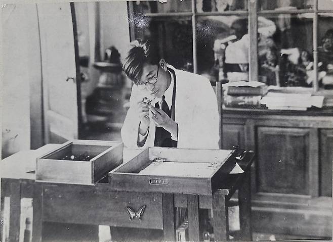 1932년 송도고보 박물교사로 재직하던 스물네살 석주명이 연구실에서 작업에 몰두하고 있다. 1942년 경성제대 부설 생약연구소로 옮길 때까지 송도고보 박물실은 '나비박사' 석주명의 아지트였다. 여기서 조선산 나비 표본 75만점을 정리하고, 분석했다. /조선일보 DB