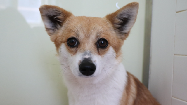 지난 2023년 경북 경산시에서 구조된 강아지 '팜이'의 모습. 동물자유연대 제공