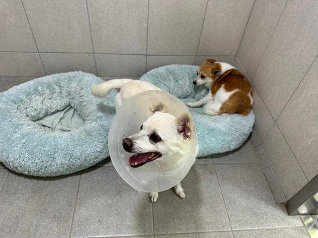 동물자유연대 '온센터'에서 만난 강아지 '팜이'의 모습. 팜이는 룸메이트 '설이'(상단 왼쪽)의 활달한 성격과는 정 반대의 모습을 보였다. 동그람이 정진욱