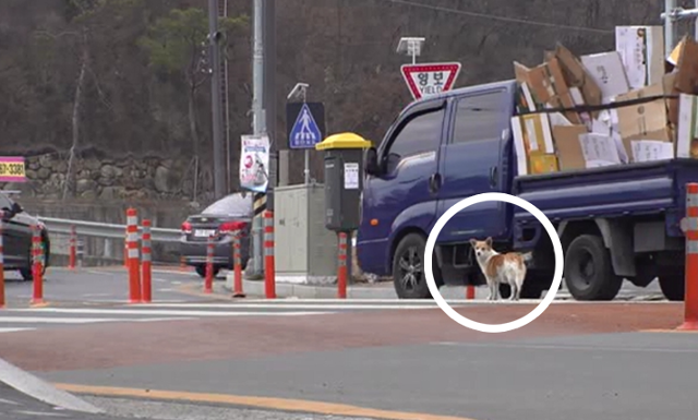 팜이는 구조 당시 사람을 매우 경계하며 영역 곳곳을 돌아다녔다. SBS 'TV동물농장' 캡처
